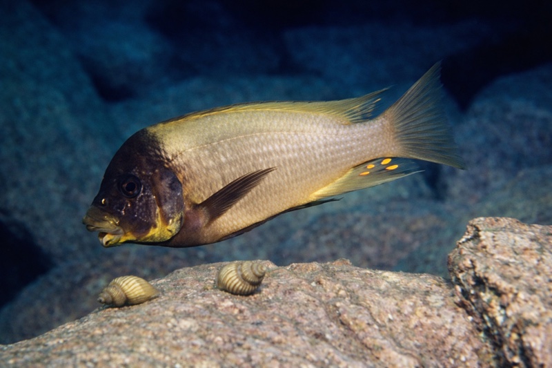 Petrochromis ephippium 'Kantalamba'